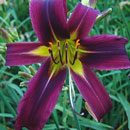 Heavenly Purple Rain Daylily