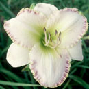 Heavenly Snow Drift Daylily