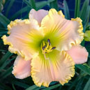 Heavenly Sunset Dreams Daylily