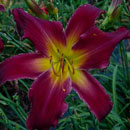 Heavenly Thunderbird Daylily