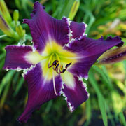 Heavenly Thunderstruck Daylily