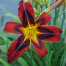 Heavenly Tiger Tails Daylily