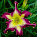 Heavenly Vampiress Daylily