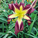 Heavenly Whirly Bird Daylily