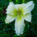 Heavenly White Dragon Daylily
