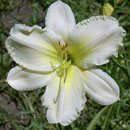 Heavenly White Swan Daylily