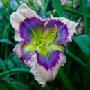 Heavenly Blue-Eyes Daylily