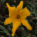 Heavenly tweety Bird Daylily