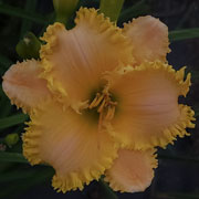 Hellcat Daylily