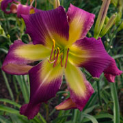 Hurricane Alley Daylily