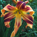 Hurricane Wind Daylily