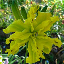 Hydra Daylily