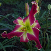 I'm No Angel Daylily