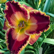  I'm So Beautiful Daylily