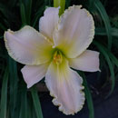 Ice-Mountain Daylily