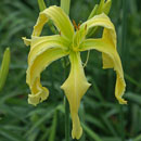 Ice Quake Daylily