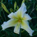 Iceman Daylily 