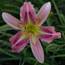 Heavenly Prancer Daylily