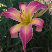 Jolly Jumper Daylily