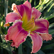 Jurassic Punch Daylily