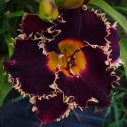 Jurassic T-Rex Daylily