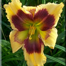 Kaleidoscope Effect Daylily