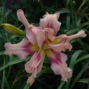 Kiss Me Again Daylily