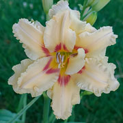 Kiss My Face Daylily