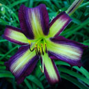 Koumori Dragon Daylily