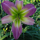 Lavender Knight Daylily