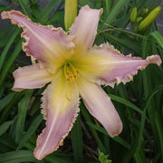 Lavender Thornbird Daylily