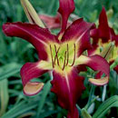 Learning To Fly Daylily