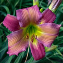 Luster Dragon Daylily