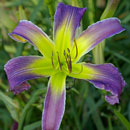 Magic Maker Daylily