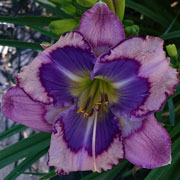 Majestic Blue Daylily