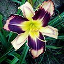 Mask of Darkness Daylily