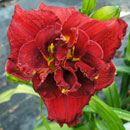 Maximum Cherry Daylily