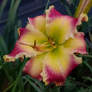 Mega Shark Daylily