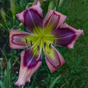 Mighty Atom Daylily