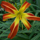 Mighty Goliath Daylily