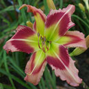 Monkian Daylily