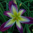 Morpho Butterfly Daylily