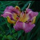 Mutant Warrior Daylily