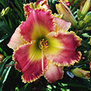 Natural Affinity Daylily