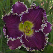 Night Claw Daylily