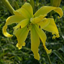 Nuclear Blast Daylily