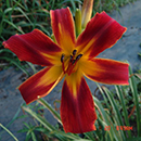 Orange Knight Daylily 