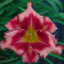 Overdrive Daylily