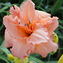 Pickle Me Pink Daylily