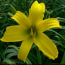 Pika Pika Daylily